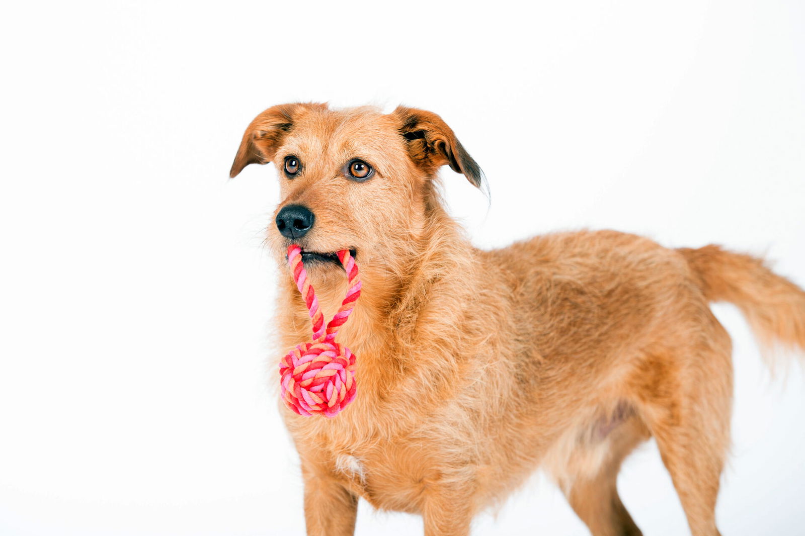 pink dog toy that sticks tongue out